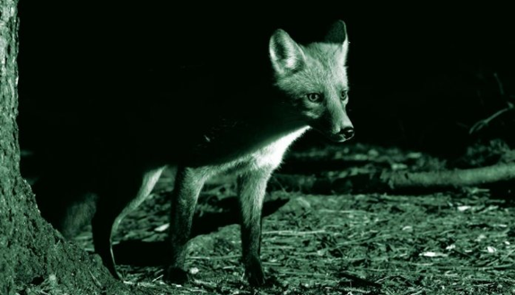 How does Night Vision work?