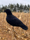 Final Approach Last Pass Fully Flocked Crow Decoys - 3 Pack