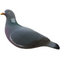 Final Approach Last Pass Pigeon Fully Flocked Decoys - 6 Pack