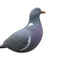 Final Approach Last Pass Pigeon Decoys 12 Pack