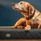 Le Chameau Dog Cushion Bed Le Chameau Emmett & Stone Country Sports Ltd